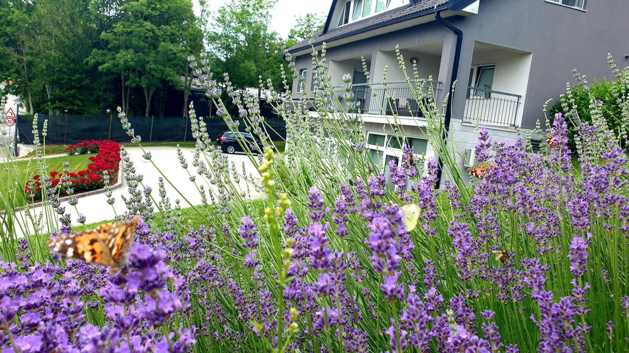 Apartment Sanja *